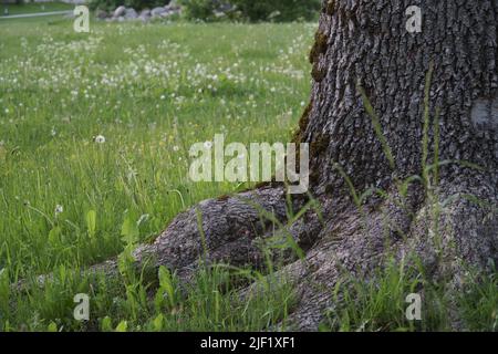 Une scène rapprochée d'un vieux tronc de cendre dans une vue sur les racines dans un parc entre l'herbe verte pendant une saison d'été. La texture rugueuse du grand déc Banque D'Images