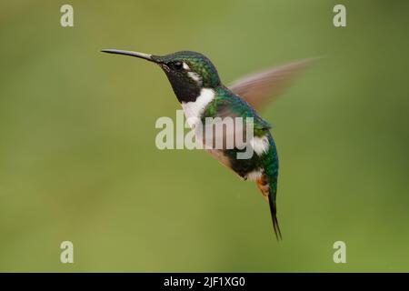 Woodstar à ventre blanc - Chetocercus colibri mulsant de Trochilidae, petit oiseau trouvé en Bolivie, Colombie, Pérou, subtropical ou tropical humide Banque D'Images