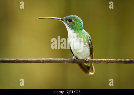 Emeraude andine - colibri d'Uranomitra franciae, oiseau vert et blanc trouvé au bord de la forêt, bois, jardins et broussailles dans les Andes de Colombie, ECU Banque D'Images