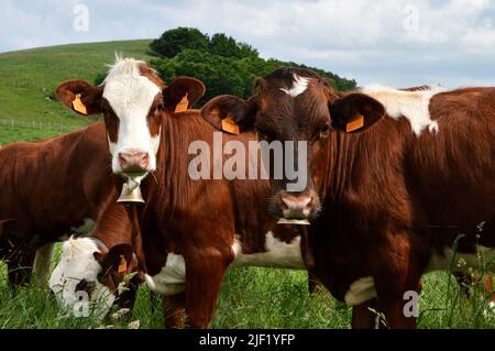 Abondance de veau dans un troupeau de vaches dans le pâturage vert de montagne. Banque D'Images