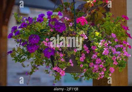 Paniers de fleurs colorées suspendues sur le balcon. Fleurs d'été en plantes ornementales. Photo de rue, personne, mise au point sélective Banque D'Images