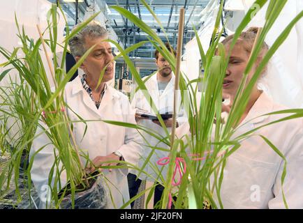 PRODUCTION - 21 juin 2022, Saxe, Leipzig: Dans la serre de recherche moderne du Centre allemand de recherche sur la biodiversité intégrative (iDiv) Halle-Jena-Leipzig dans le jardin botanique, Nicole M. van Dam, Professeur d'écologie des interactions moléculaires à l'Université de Jena, Axel Touw, étudiante au doctorat, et Marie Himmel (l-r), étudiante à la maîtrise en biotechnologie biologique, examinent une expérience contrôlée de pucerons sur le blé d'hiver. À l'iDiv, en coopération avec le Centre Helmholtz de recherche environnementale (UFZ), des chercheurs de 30 pays travaillent actuellement sur la base scientifique d'une mA durable Banque D'Images