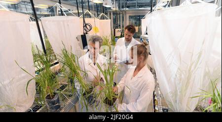 PRODUCTION - 21 juin 2022, Saxe, Leipzig: Dans la serre de recherche moderne du Centre allemand de recherche sur la biodiversité intégrative (iDiv) Halle-Jena-Leipzig dans le jardin botanique, Nicole M. van Dam, Professeur d'écologie des interactions moléculaires à l'Université de Jena, Axel Touw, étudiante au doctorat, et Marie Himmel (l-r), étudiante à la maîtrise en biotechnologie biologique, examinent une expérience contrôlée de pucerons sur le blé d'hiver. À l'iDiv, en coopération avec le Centre Helmholtz de recherche environnementale (UFZ), des chercheurs de 30 pays travaillent actuellement sur la base scientifique d'une mA durable Banque D'Images