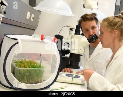 PRODUCTION - 21 juin 2022, Saxe, Leipzig : Dans le laboratoire de la serre de recherche moderne du Centre allemand de recherche sur la biodiversité intégrative (iDiv) Halle-Jena-Leipzig dans le jardin botanique, étudiante à la maîtrise en biotechnologie biologique Marie Himmel avec étudiante au doctorat Axel Touw (r-l) examine les feuilles avec des pucerons céréaliers prélevés dans une cage nette, qui font partie d'une expérience contrôlée de pucerons avec le blé d'hiver. À l'iDiv, en coopération avec le Centre Helmholtz de recherche environnementale (UFZ), des chercheurs de 30 pays travaillent actuellement sur la base scientifique d'une mA durable Banque D'Images