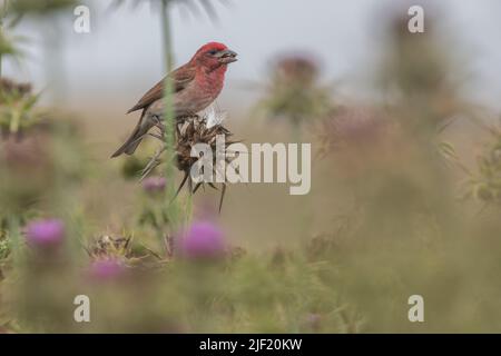 Une pincée pourpre (purpureus héorheux) perchée et mangeant des graines de chardon dans le littoral national de point Reyes en Californie. Banque D'Images
