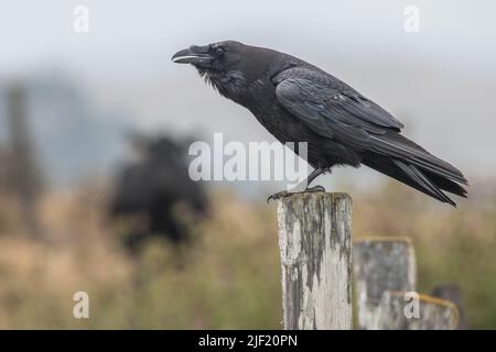 Un corbeau commun (Corvus corax) perché sur un poste de fencepost dans le littoral national de point Reyes en Californie, Etats-Unis. Banque D'Images