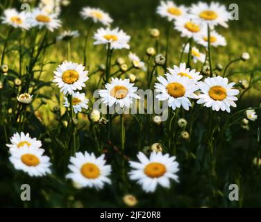 Grande tête de fleurs anglaise, Bellis perennis, sur un fond flou et verdoyant au printemps ou en été, Lancaster, Pennsylvanie Banque D'Images