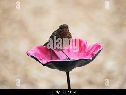 Robin naissante sur un mangeoire à oiseaux en céramique de fleurs de Pansy - British Garden Birds Banque D'Images