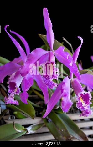 L'orchidée cattleya rose fleurit sur un fond noir Banque D'Images