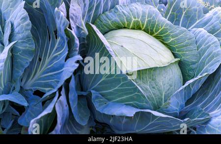 Gros plan de la grande tête de chou et des verts à feuilles dans le champ Banque D'Images