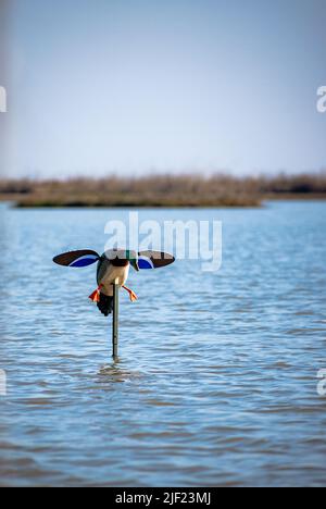 Un leurre de canard avec ailes de rotation motorisées dans le champ. Banque D'Images