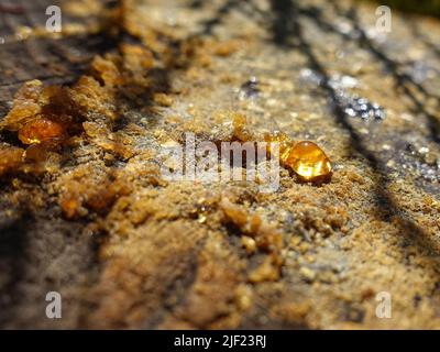 Gros plan d'une souche d'arbre coupée avec de la sève collante, suintante et séchée. Banque D'Images