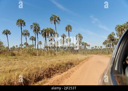 Se déplaçant en voiture sur une route de terre à l'intérieur du parc national d'El Palmar, à entre Rios, en Argentine, une zone protégée où se trouve le palmier endémique de Butia yatay Banque D'Images