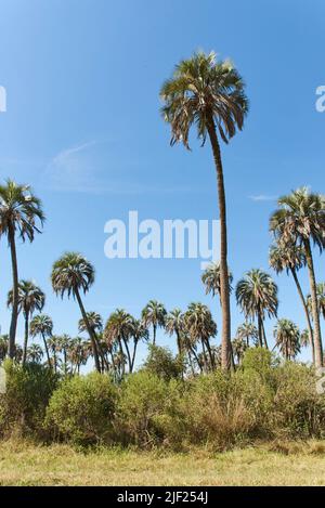 Parc national El Palmar, à entre Rios, en Argentine, une zone protégée où se trouve le palmier endémique de Butia yatay. Concepts: Voyage nature, plaisir Banque D'Images