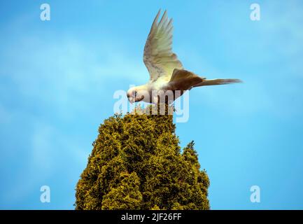 Une petite Corella (Cacatua sanguinea) perchée sur un arbre à Sydney, Nouvelle-Galles du Sud, Australie (photo de Tara Chand Malhotra) Banque D'Images