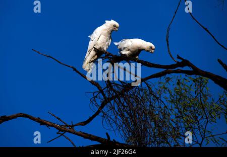 Une paire de la petite Corella (Cacatua sanguinea) perchée sur un arbre à Sydney, Nouvelle-Galles du Sud, Australie (photo de Tara Chand Malhotra) Banque D'Images