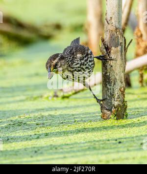 Agelaius phoeniceus, une femelle à ailes rouges perchée sur une tige de queue de chat après avoir attrapé un insecte dans une zone humide de Culver, Indiana Banque D'Images