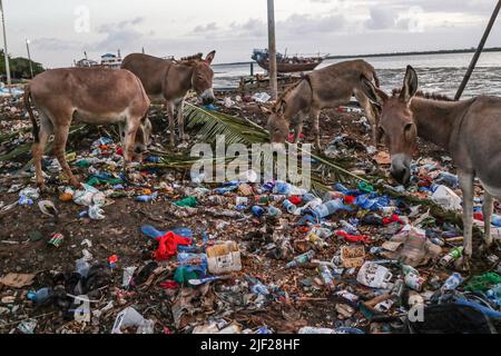 26 juin 2022, Mombasa, Kenya : les ânes sont vus à la recherche de restes de nourriture dans une décharge à ordures sur les rives de l'océan Indien dans la vieille ville de Lamu, un site classé au patrimoine mondial de l'UNESCO. La pollution causée par les activités humaines a eu des répercussions négatives sur les océans. Le président kenyan Uhuru Kenyatta dans son discours lors de la conférence océanique en cours à Lisbonne, le Portugal a déclaré que la pollution plastique pollue et pollue au moins 700 espèces de vie marine et a appelé à une action mondiale urgente pour protéger nos océans. La Conférence sur les océans est organisée conjointement par les gouvernements du Portugal et du Kenya. (Image de crédit : © James Waki Banque D'Images