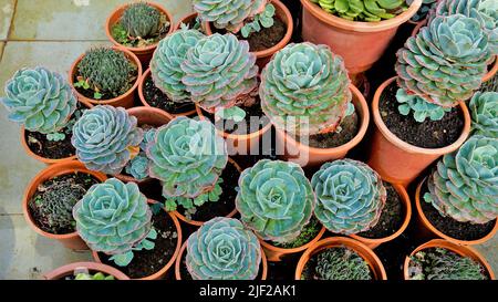 Belle plante de pépinière d'intérieur Echeveria secunda également connu sous le nom de vieux poules et poussins et bleu Echeveria en pot. Beau plan décoratif et ornemental Banque D'Images