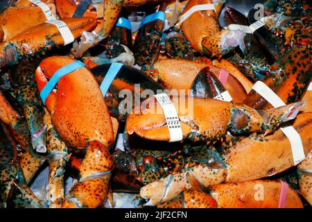 les coquilles de homard de l'atlantique servent surtout d'engrais et de base pour les soupes et les stocks de fruits de mer Banque D'Images