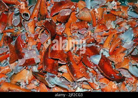 les coquilles de homard du canada servent surtout d'engrais et de base pour les soupes et les stocks de fruits de mer Banque D'Images