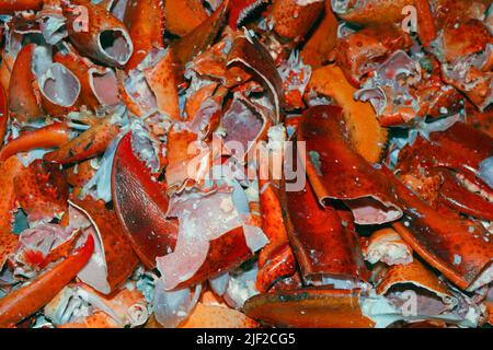 les coquilles de homard de l'atlantique servent surtout d'engrais et de base pour les soupes et les stocks de fruits de mer Banque D'Images