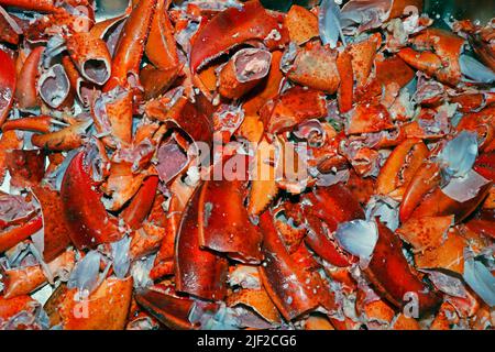 les coquilles de homard du canada servent surtout d'engrais et de base pour les soupes et les stocks de fruits de mer Banque D'Images