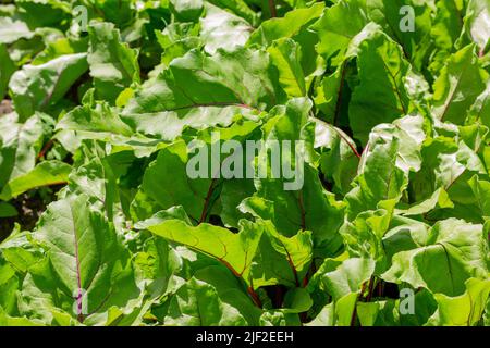 Récoltez des légumes verts sur le lit de jardin Banque D'Images