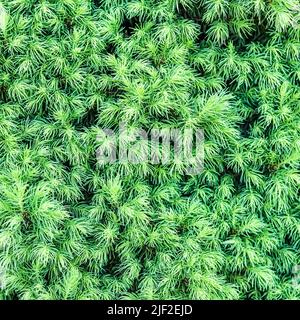 Contexte des pousses d'épinette canadienne Picea glauca CONICA au printemps. Épinette blanche. Arbre à feuilles persistantes de conifères décoratif Banque D'Images