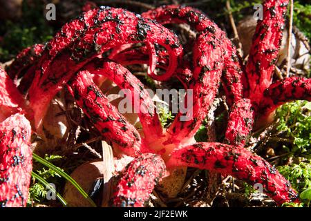 Champignon Anthurus archeri Banque D'Images