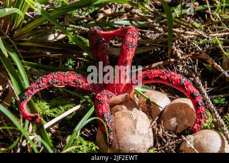 Champignon Anthurus archeri Banque D'Images