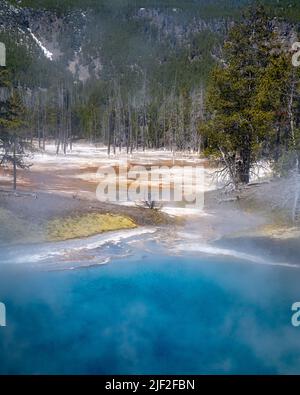 Le ruissellement d'une source chaude d'un bleu profond descend une colline dans une vallée mortelle d'arbres morts dans le parc national de Yellowstone. Banque D'Images