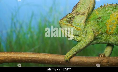 28 juin 2022, oblast d'Odessa, Ukraine, Europe de l'est : gros plan, caméléon vert vif pour adulte assis sur la branche. Caméléon voilé (Credit image: © Andrey Nekrasov/ZUMA Press Wire) Banque D'Images