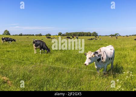 Troupeau de vaches sur un pré ensoleillé Banque D'Images