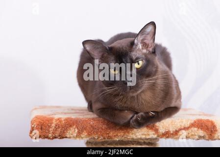 Chat birman brun chocolat avec sa fourrure et yeux jaunes, curieux à la recherche Banque D'Images