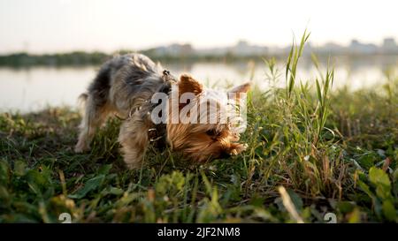 Yorkshire Terrier mange de la nourriture de la paume d'une petite fille. Terrier du Yorkshire sur l'herbe. Yorkshire terrier dans le parc. Portrait de chien Banque D'Images