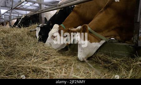 Vaches en espèces. Vaches brunes dans une grande grange à la ferme. Cheptel avec des vaches en hiver. En hiver sur la ferme. Banque D'Images