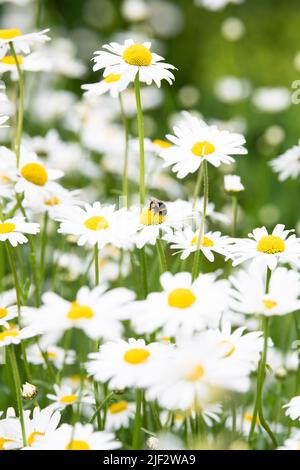 Bumblebee sur des pâquerettes œilleton dans le jardin sauvage - Royaume-Uni Banque D'Images