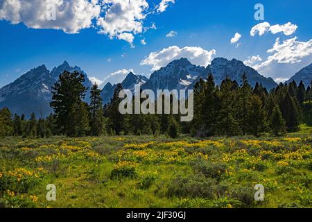 The Teton Range et les fleurs sauvages jaunes, Arrowleaf Balsamroot dans le parc national de Grand Teton, Wyoming, États-Unis. Banque D'Images