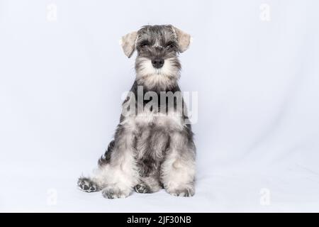 Miniature schnauzer blanc et gris se trouve et vous regarde sur un fond clair, espace de copie. Chiot schnauzer miniature barbu. Banque D'Images