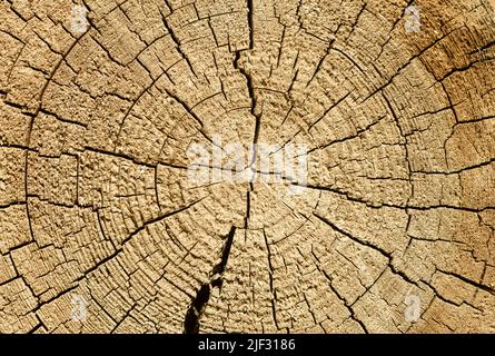 Arrière-plan de texture de tronc d'arbre. Vieux cercles en bois sur l'arbre en forêt. Photo de haute qualité Banque D'Images