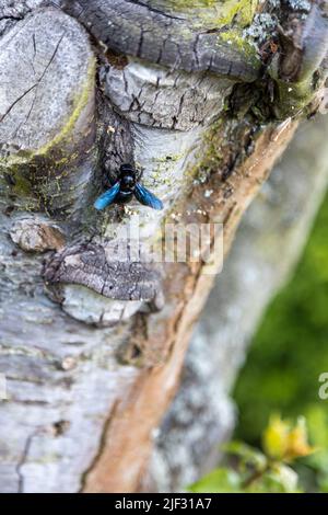 Une merveilleuse abeille en bois bleu travaille sur le tronc d'un vieux arbre. Banque D'Images
