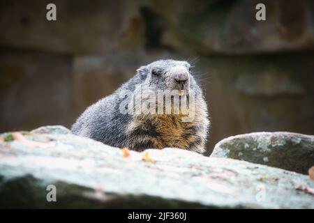 Marmot couché sur le rocher face au spectateur. Petit rongeur des Alpes. Photo d'animal de mammifère Banque D'Images