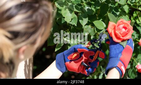 Une femme coupe une rose avec des ciseaux dans le jardin d'été Banque D'Images