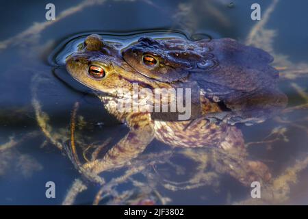 Crapaud européenne (Bufo bufo), paire, hommes classps femelle, Allemagne Banque D'Images