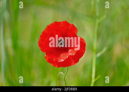 Coquelicot, coquelicot, coquelicot rouge (Papaver rhoeas), fleur unique, Allemagne, Rhénanie-du-Nord-Westphalie Banque D'Images