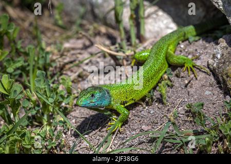 Lézard vert occidental, lézard vert européen (Lacerta bilineata, Lacerta viridis bilineata), homme, vue latérale, Allemagne, Bade-Wurtemberg Banque D'Images