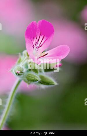 Géranium de citronnelle, moustique-choc, Mosquito-fighter, citronnelle Pelargonium, géranium de citronnium (crispum de Palergonium, pélargonium citronnium, Banque D'Images