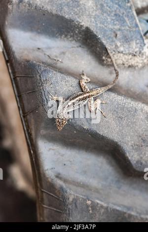 Un cliché vertical d'un lézard sur un pneu de chenille en caoutchouc pendant la construction Banque D'Images