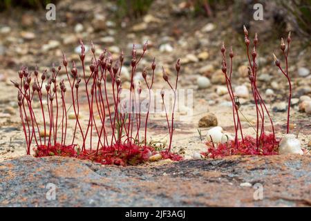 Quelques Sundows fleuris (Drosera sp.) vus près de Nieuwoudtville dans le Cap Nord de l'Afrique du Sud Banque D'Images